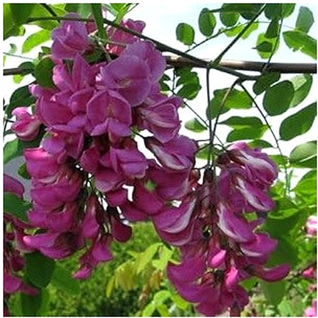 Robinia Pseudoacacia Tree For Planting Flower Seeds for Home Garden Planting, Lush Organic Blooming [neera-v5-40edd2301fa1709aaf96]