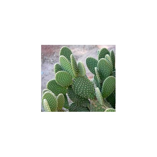 Green Opuntia Engelmannii Plant Seeds for Planting [neera-v5-40f166fe75a3f140c517]
