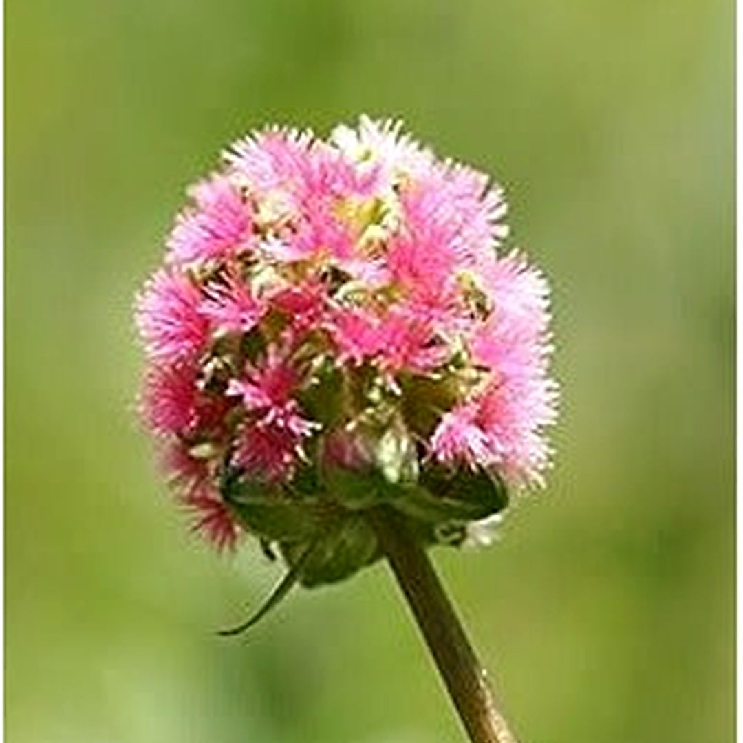 Red Burnet Sanguisorba Herb Seeds for Planting [neera-v5-40f89776350c7aad4200]
