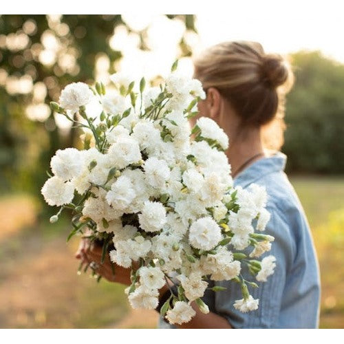 Heirloom White Carnation Flower Seeds for Planting [neera-v5-40fff62e2a34a3f87963]