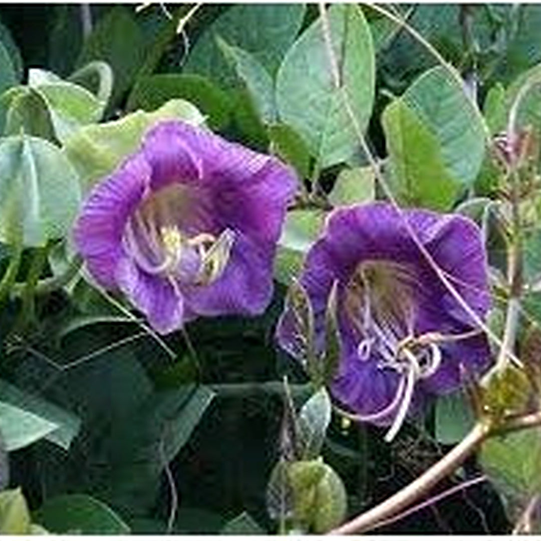 Purple Cathedral Bells (Cobaea Scandens) Climbing Seeds [neera-v5-4102b8e17ead22e7c033]