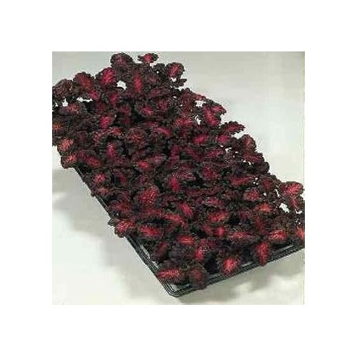 Heirloom Black Red Dragon Coleus Flower Seeds for Planting | Non-GMO Organic Garden Seeds | Bold Foliage, High Germination [neera-v5-41036af555c345ab2075]