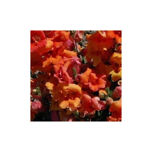 Orange Snapdragon Flower For Planting Flower Seeds for Home Garden Planting, Landscape Organic [neera-v5-410a40cc56ead1d6dc91]