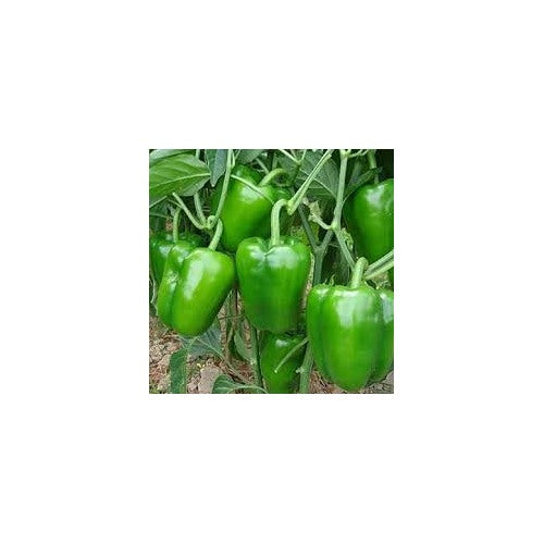 Green Capsicum Bell Peppers Vegetable Seeds for Planting [neera-v5-410b96d878a72260443e]