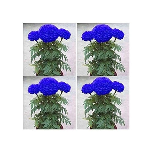 Blue Marigold Seeds for Planting [neera-v5-4124986db1dbb18de633]