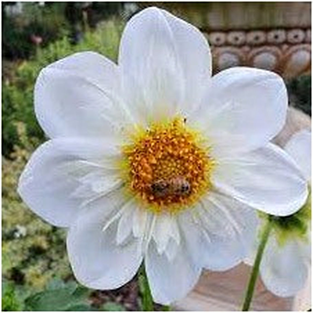 White Collarette Dahlias flower seeds for Planting [neera-v5-4136882cbe95dc2f56b3]