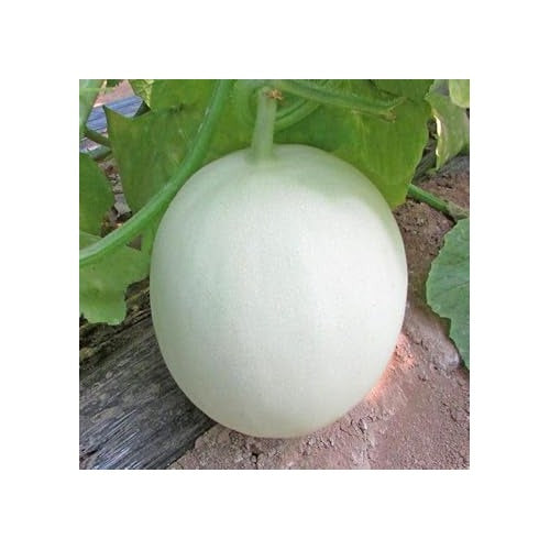 Green Flesh Honeydew Melon Seeds [neera-v5-41369f1e2cf8d28c69a6]