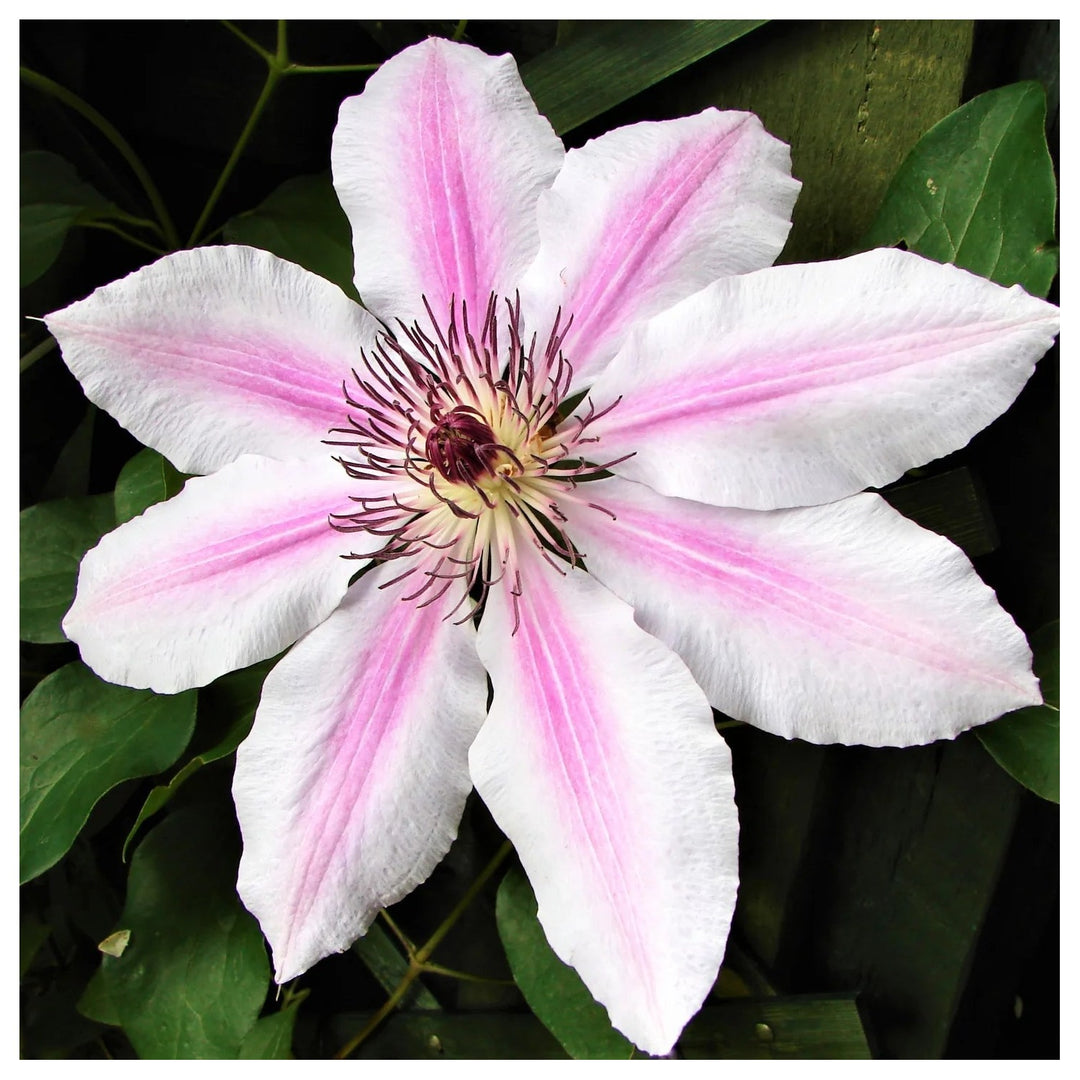Pink White Heirloom Non Gmo Clematis Flower Garden Planting Bicolor Climbing Blooms Flower [neera-v5-413a10d4afe7e8e3d1bb]