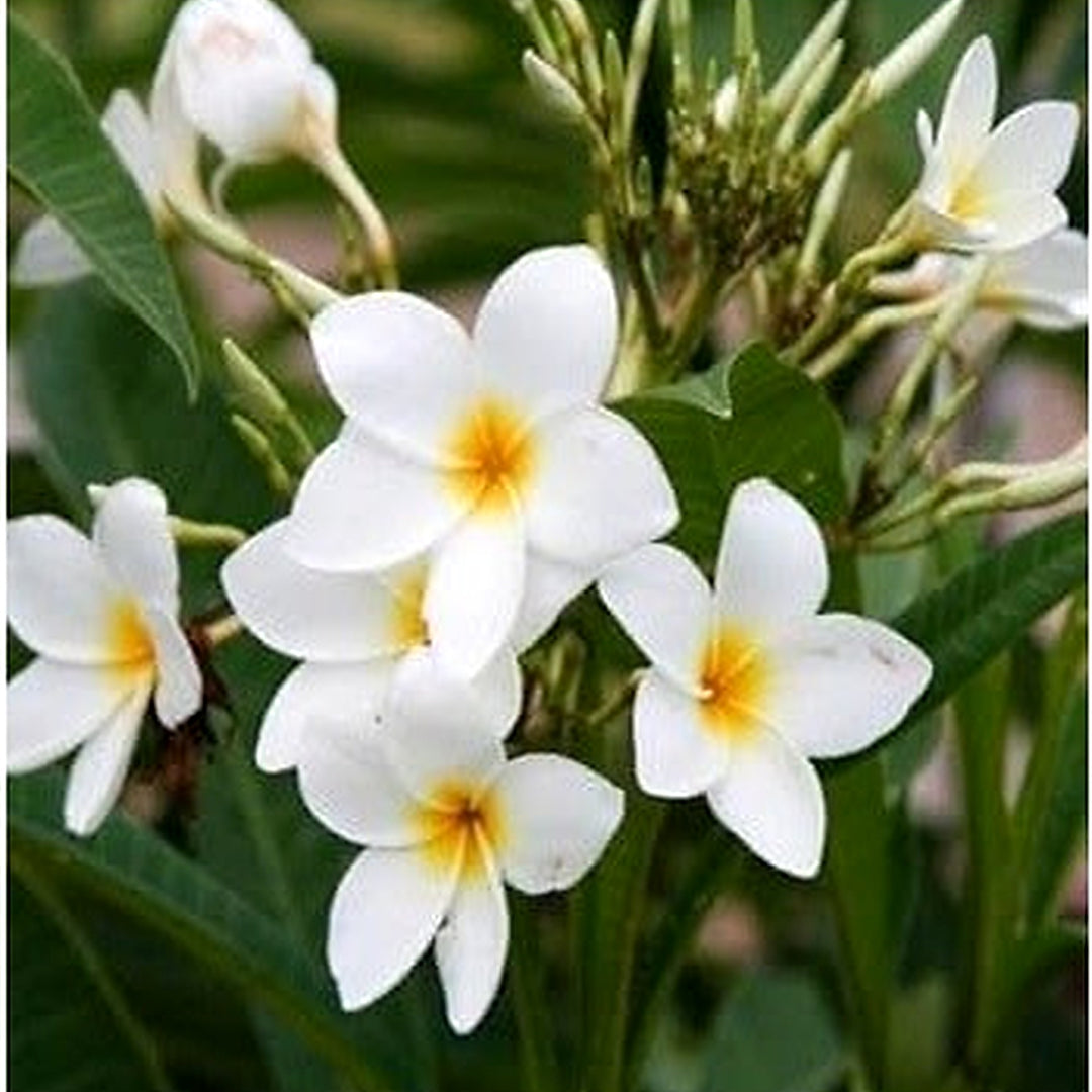 White Frangipani Flower Seeds [neera-v5-413cdcf0b0eb15e8fa2b]