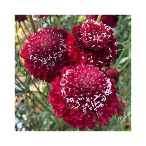 Red Scabiosa Raspberry Pincushion Flower Planting Heirloom Non Gmo Flower Seeds Home [neera-v5-41443319a8b1900f1124]