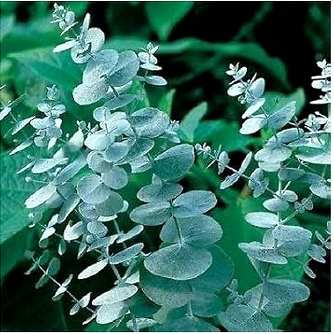 Sea Green Eucalyptus Plant Seeds for Outdoor Gardens and Landscaping [neera-v5-41591e27144170d48b56]