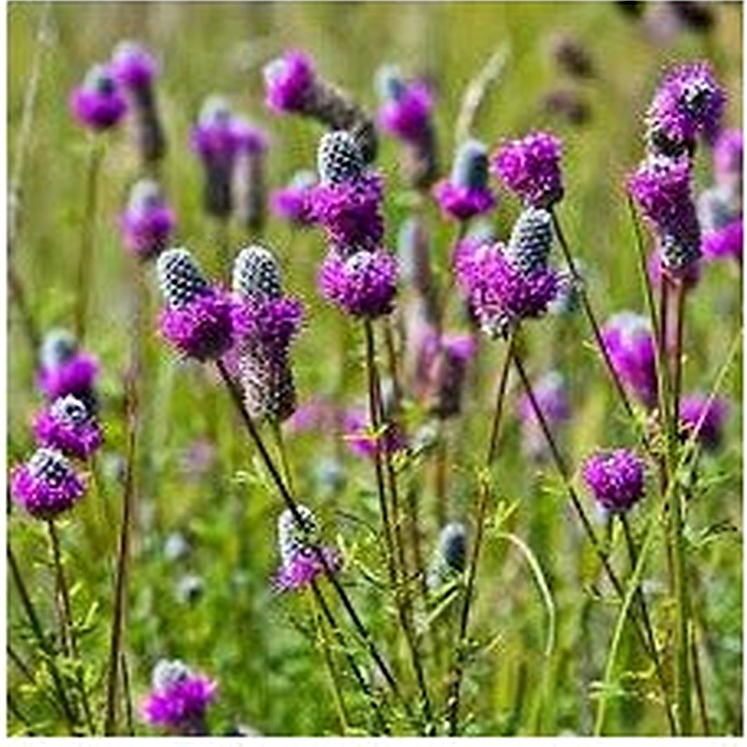 Purple Clover Perennial Flower Flower Seeds for Home Garden Planting, Landscape Organic Blooming [neera-v5-41662d85c102fc2fcbf7]