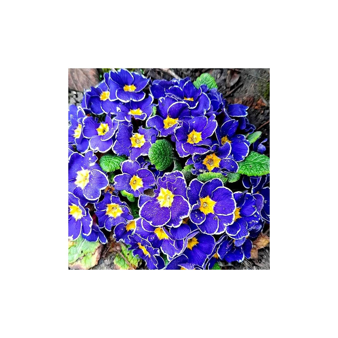 Primrose Primula Malacoides Rare Flower Flower Seeds for Home Garden Planting, Landscape Organic [neera-v5-416b4f32add5211ddfd9]