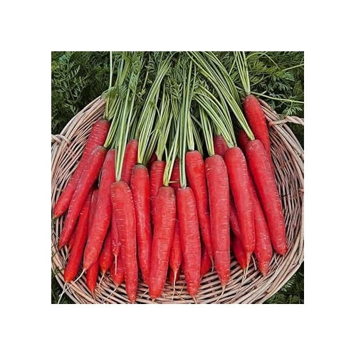 Heirloom Non-GMO Red Carrot Seeds for Planting [neera-v5-41733b59cad24c6f3235]
