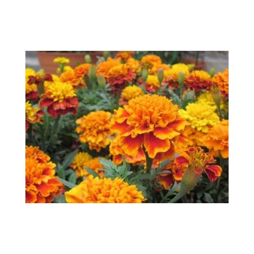 French Marigold Planting Sparky Mix Beautiful Colors Free Ship Tracking Heirloom Non Gmo Easy [neera-v5-4173b5e4043e0e9f08df]