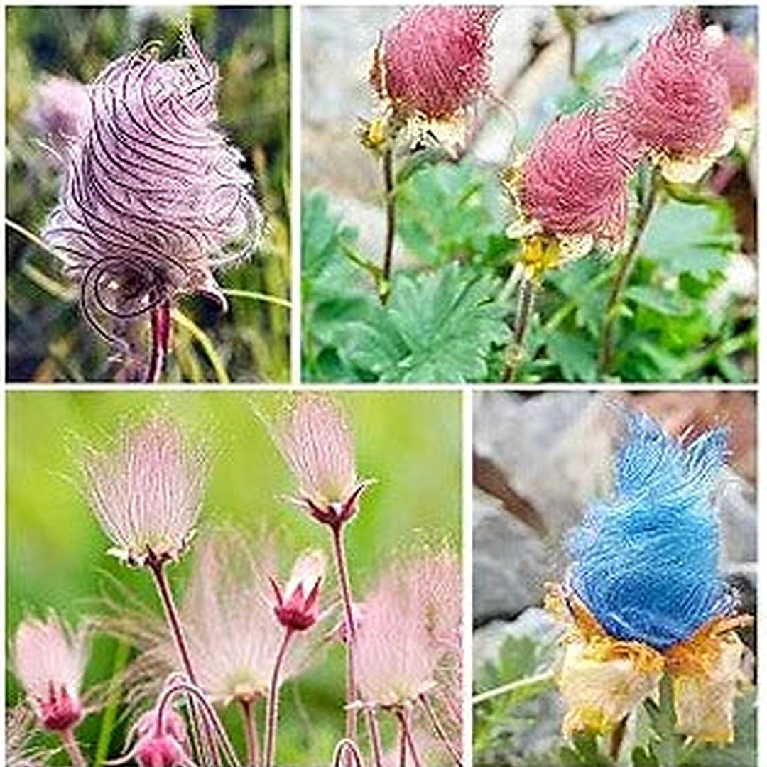 Prairie Flower For Planting Flower Seeds for Home Garden Planting, Landscape Organic Blooming [neera-v5-4174daec2d33ff4c63fa]