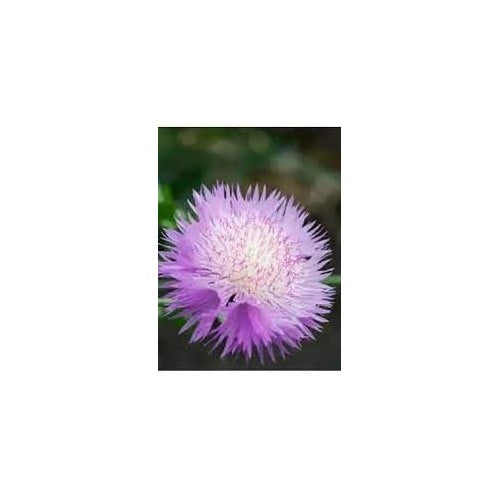 Cirsium Muticum Plant Seeds for Planting [neera-v5-417941822652706de769]