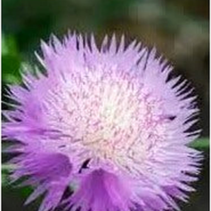 Cirsium Muticum Plant Seeds for Planting [neera-v5-417941822652706de769]
