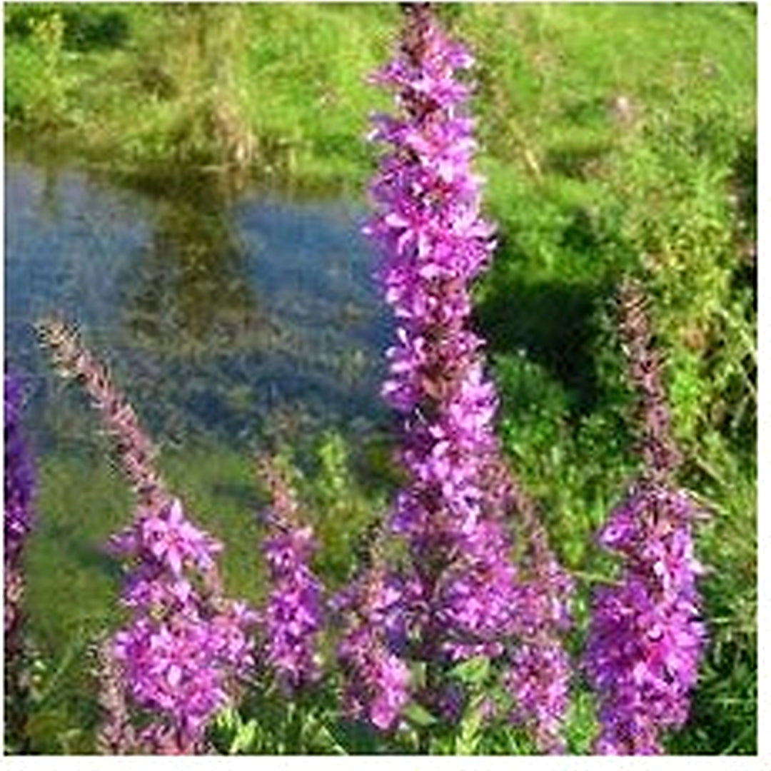 Purple Loosestrife Flower Seeds for Planting [neera-v5-418b4a036ae41b41bc6d]