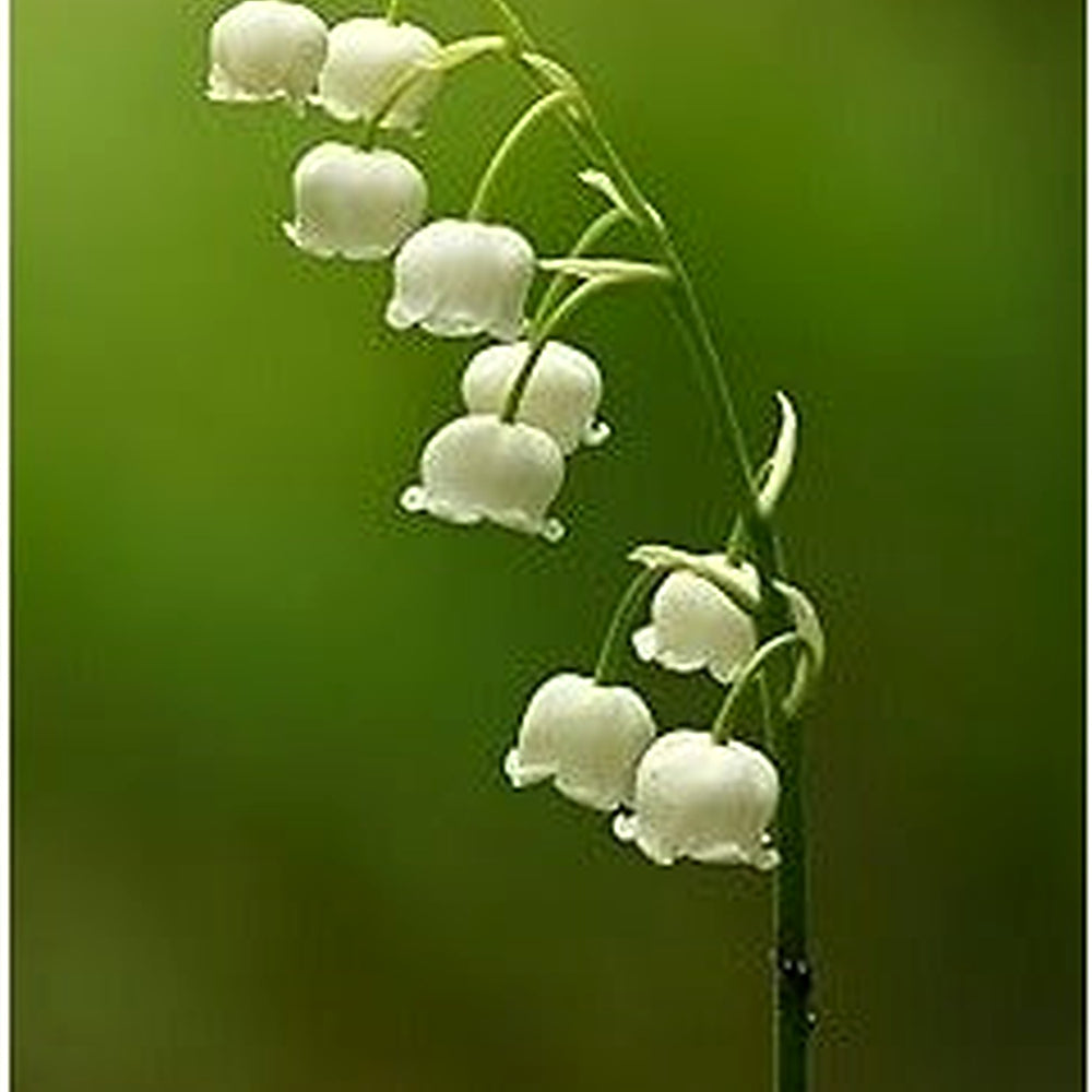 White Lily of the Valley Flower Seeds for Planting [neera-v5-418dc7218e6de032d11d]