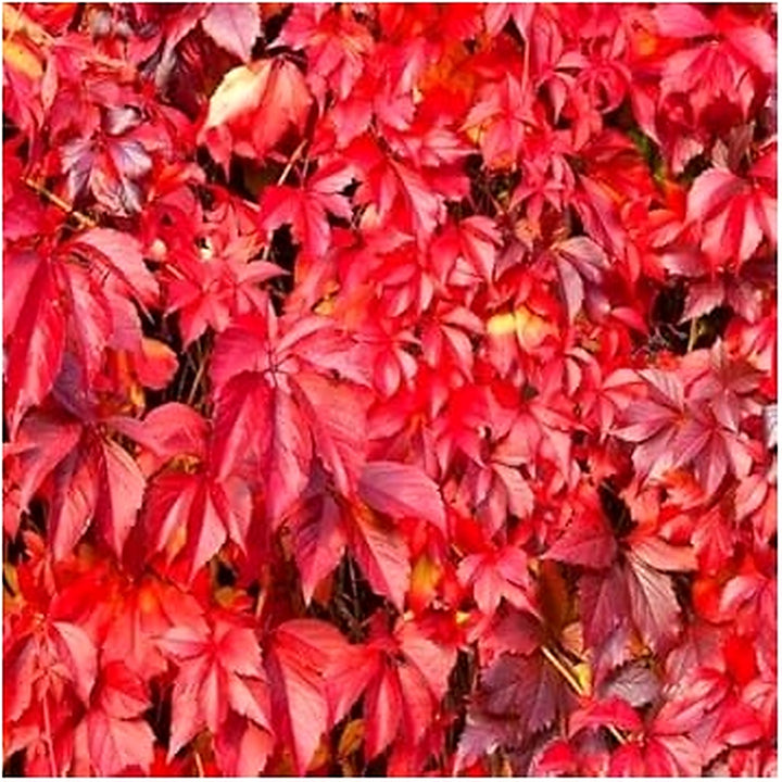 Parthenocissus Seeds for Planting [neera-v5-419f13333f59468f5be7]