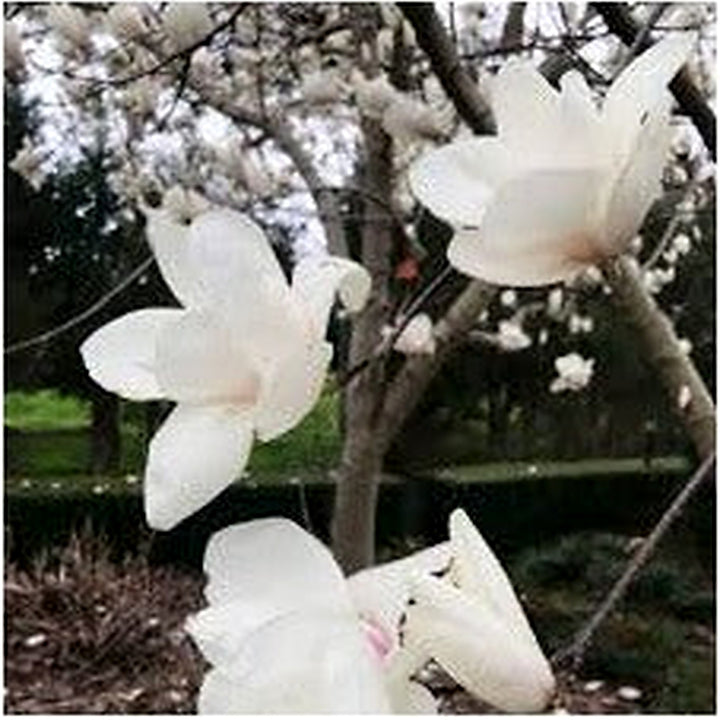 Heirloom Non-GMO Pink White Yulan Flower Seeds [neera-v5-41a8cadd23117381d766]