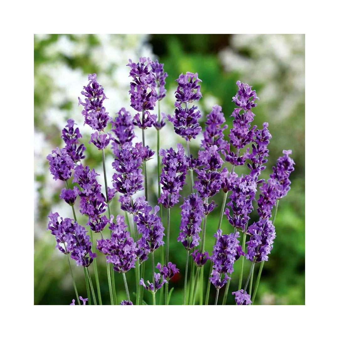 Lavender Heirloom Non Gmo Flower For Planting Fragrant Blooming Garden Flower Seeds for Home Garden [neera-v5-41a8cde1bcb71de3d21d]