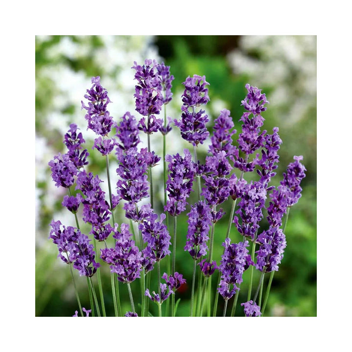 Lavender Heirloom Non Gmo Flower For Planting Fragrant Blooming Garden Flower Seeds for Home Garden [neera-v5-41a8cde1bcb71de3d21d]
