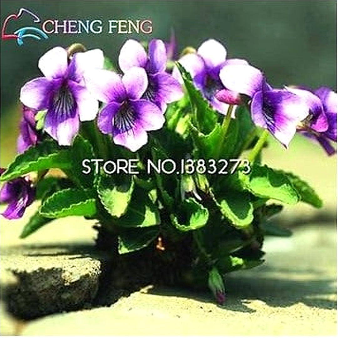 Heirloom Non-GMO Blue Viola Mandshurica Flower Seeds for Planting [neera-v5-41adc9e8bee1660ae6e6]