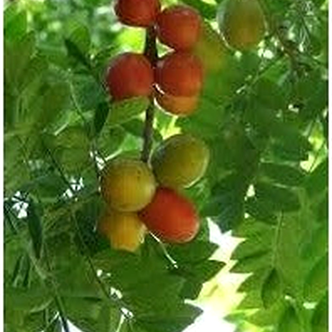 Kumquat Orange Fruit Seeds for Planting [neera-v5-41b5322c335c36c166af]