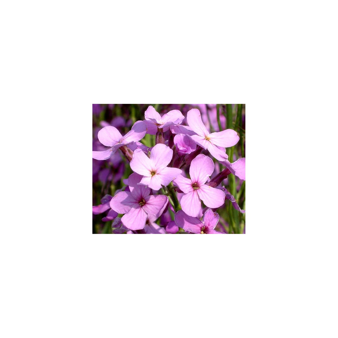 Rocket Hesperis Matronalis Dame S Flower For Planting In Backyard Wildflower Gardens Flower Seeds [neera-v5-41b94af5cbe92dc32362]
