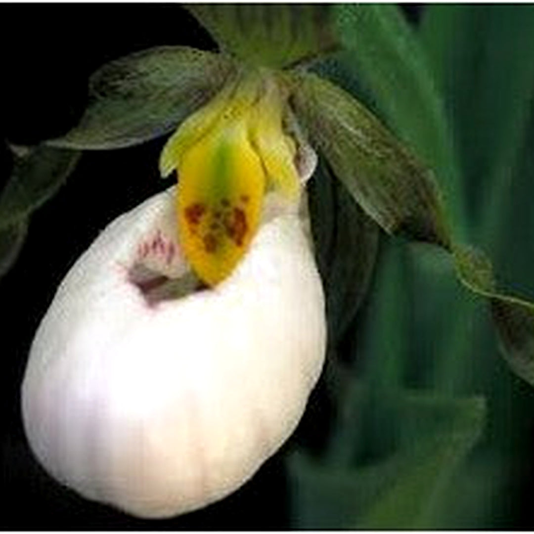 Cypripedium acaule White Lady’s Slipper Flower Seeds for Planting [neera-v5-41cea8b4b37685d8b42d]