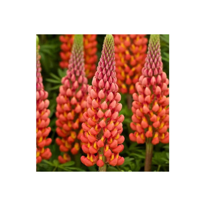 Orange Heirloom Non Gmo Lupine Flower Tall Spikes And Pollinator Garden Planting Flower Seeds [neera-v5-41cfebd27327cd7d873c]
