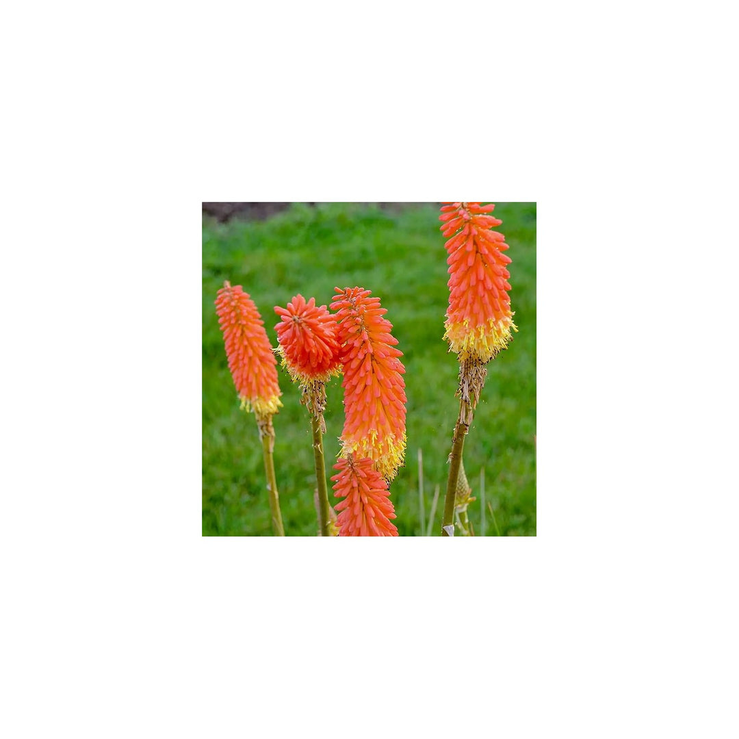 Heirloom Non Gmo Kniphofia Flower For Planting Striking Torch Lily Blooming Flower Seeds for Home [neera-v5-41d2d7eb30a4d04261c9]
