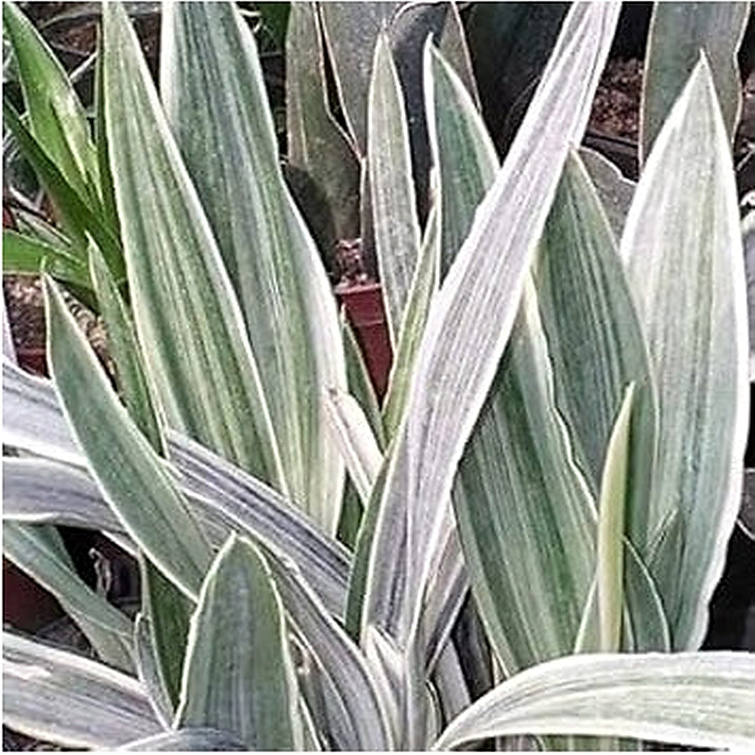 Silver Sansevieria Plant Seeds [neera-v5-41e18ff182217810a021]