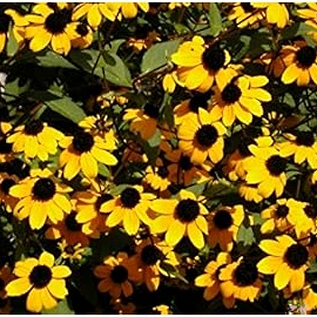 Organic Heirloom Rudbeckia Flower Seeds for Planting [neera-v5-41ea5a3b6867821e75dc]