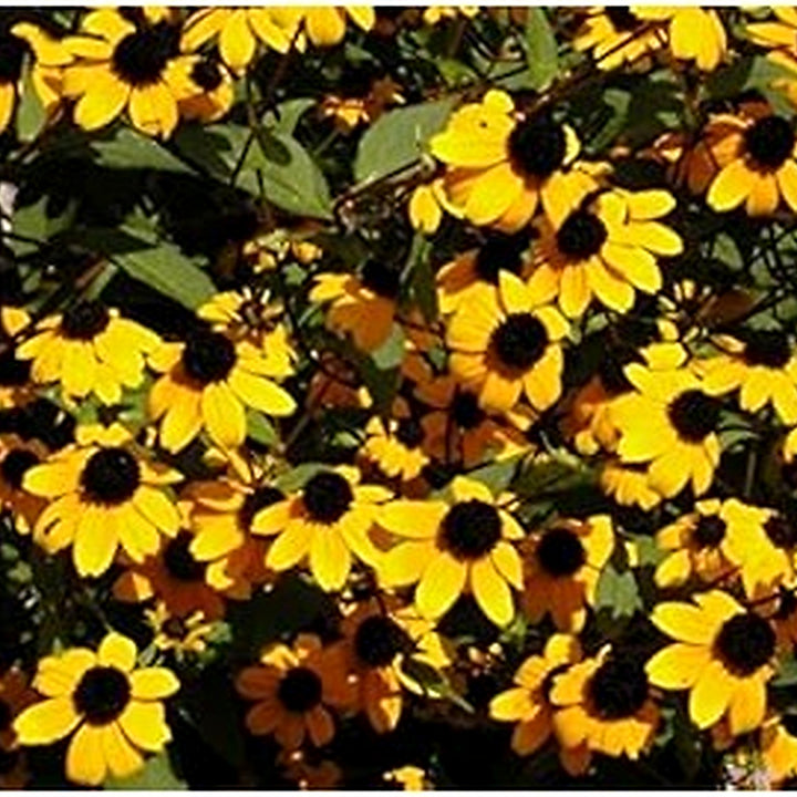 Organic Heirloom Rudbeckia Flower Seeds for Planting [neera-v5-41ea5a3b6867821e75dc]