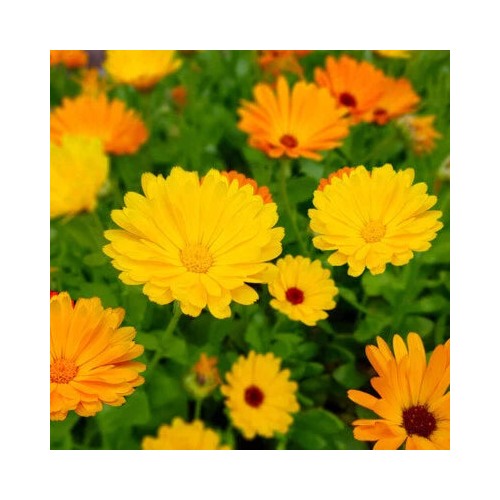 Fiesta Gitana Calendula Planting Heirloom Edible Flowers Non Gmo Edible Flowers And Leaves [neera-v5-41eef04f0f0f20e3950a]