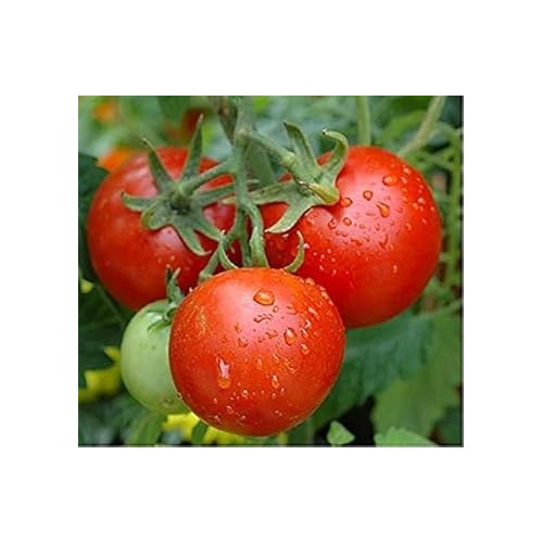 Red Tomato Seeds for Planting [neera-v5-41f079b9f0e8b7772d92]