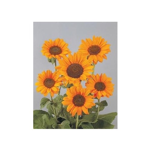 Orange Helianthus Flower Seeds for Planting [neera-v5-41f15bf5e13420ddef91]
