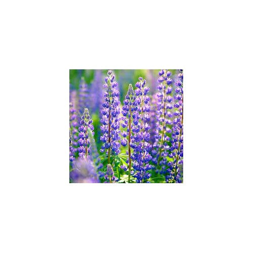 Wild Lupine / Sundial Lupine (Lupinus perennis) Flower Seeds for Planting [neera-v5-41f616b35137500748e7]
