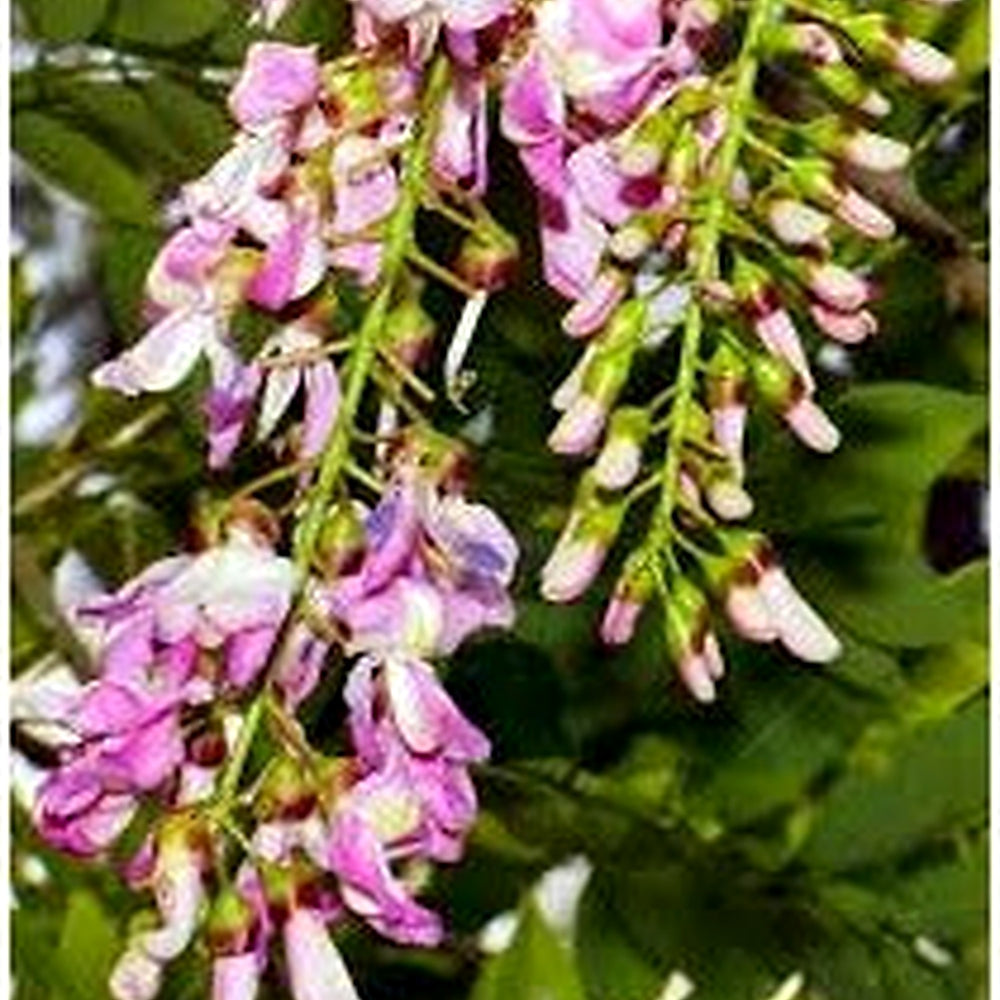 Gliricidia Sepium Tree Seeds for Planting [neera-v5-41f6d68997ddb4584165]