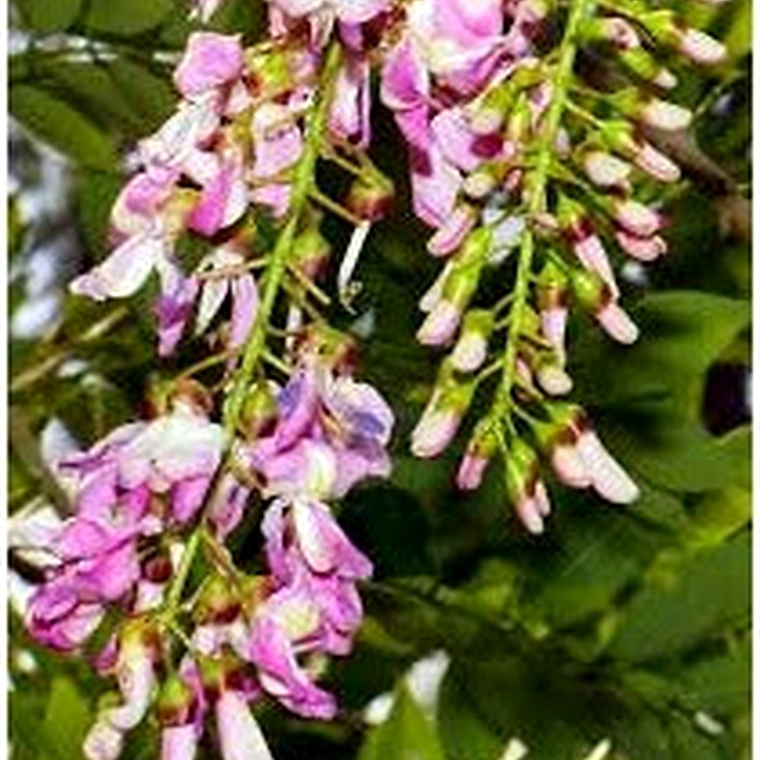 Gliricidia Sepium Tree Seeds for Planting [neera-v5-41f6d68997ddb4584165]