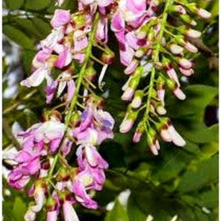 Gliricidia Sepium Tree Seeds for Planting [neera-v5-41f6d68997ddb4584165]