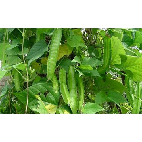 Winged Bean Seeds for Planting [neera-v5-41f89e4cb3f2b8655bdd]