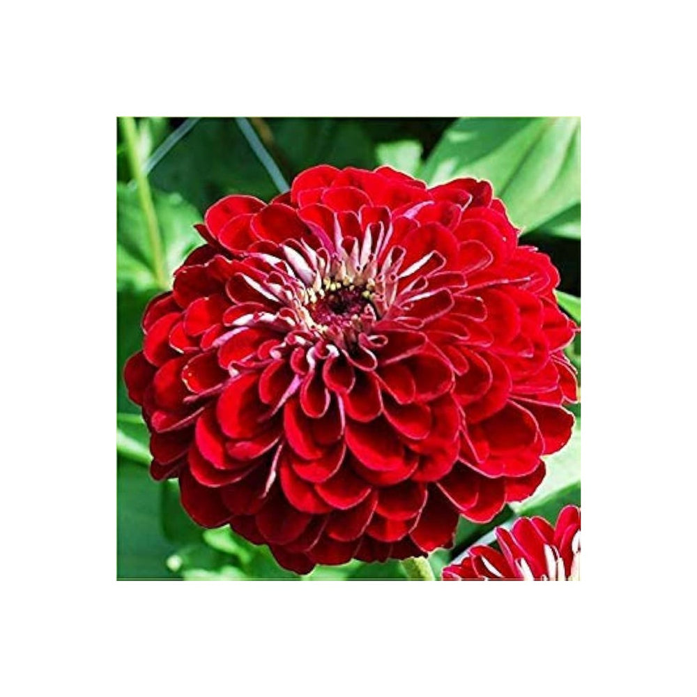 Red Teddy Bear Sunflower For Planting Unique Dwarf Blooms Ideal For Pots Gardens Flower Seeds for [neera-v5-42127940784c35ad0489]