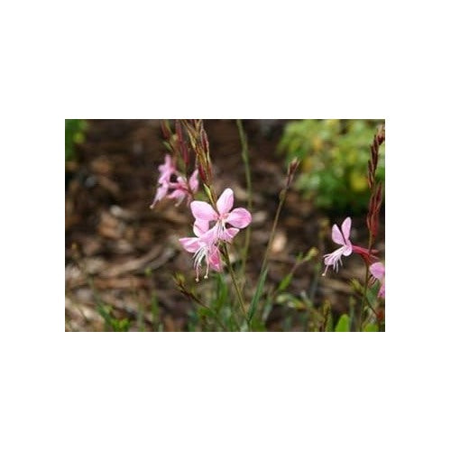 Heirloom Pink Gaura Flower Seeds for Planting [neera-v5-42389beec41b8a847985]