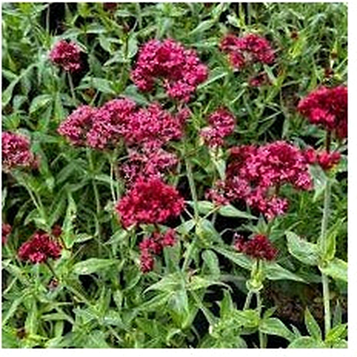 Red Valerian Centranthus Ruber Flower Seeds for Planting [neera-v5-423954f7ac9cfd5ea4c0]