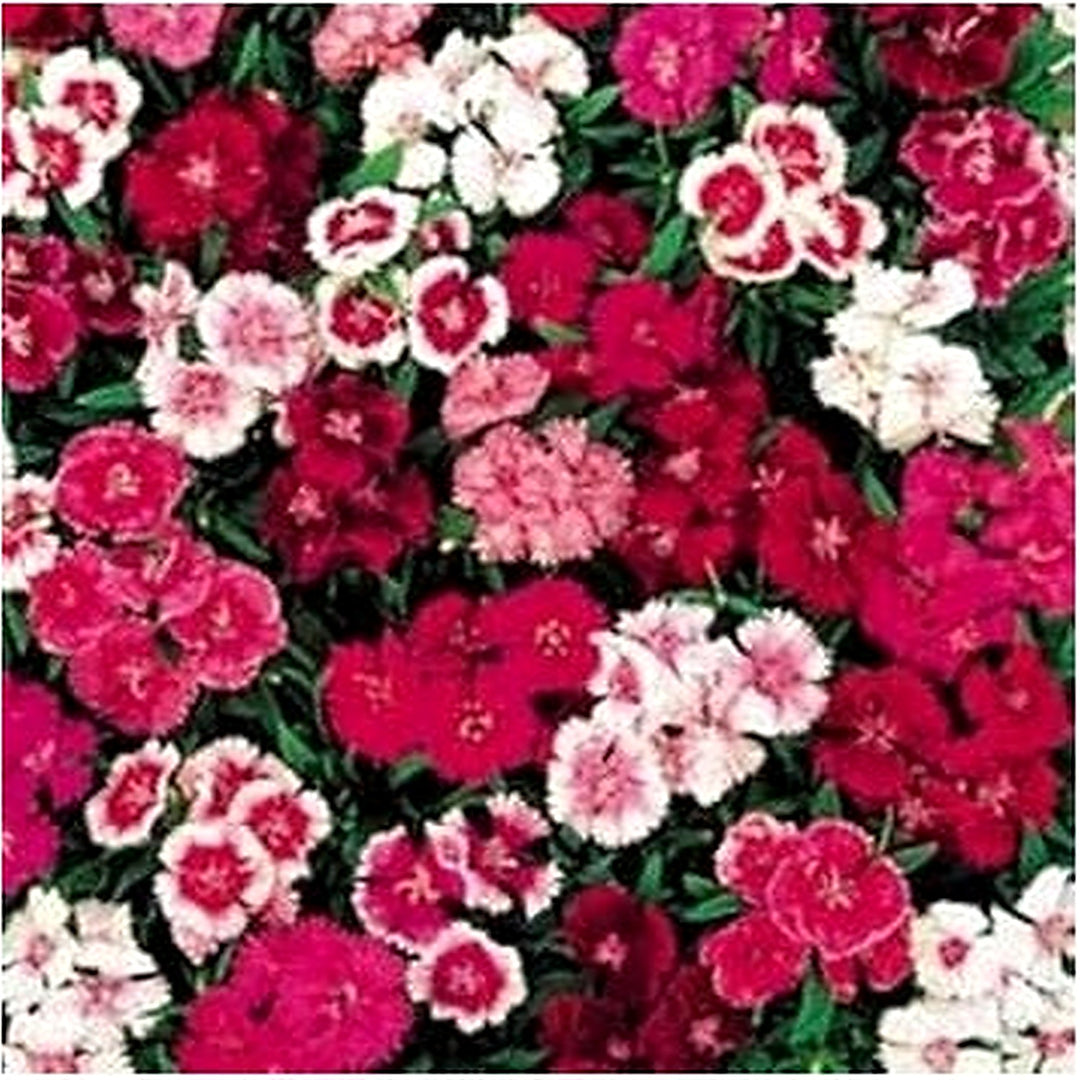 Mixed Dianthus Telstar Flower Seeds for Planting [neera-v5-423fc3d20ebe463e19e2]