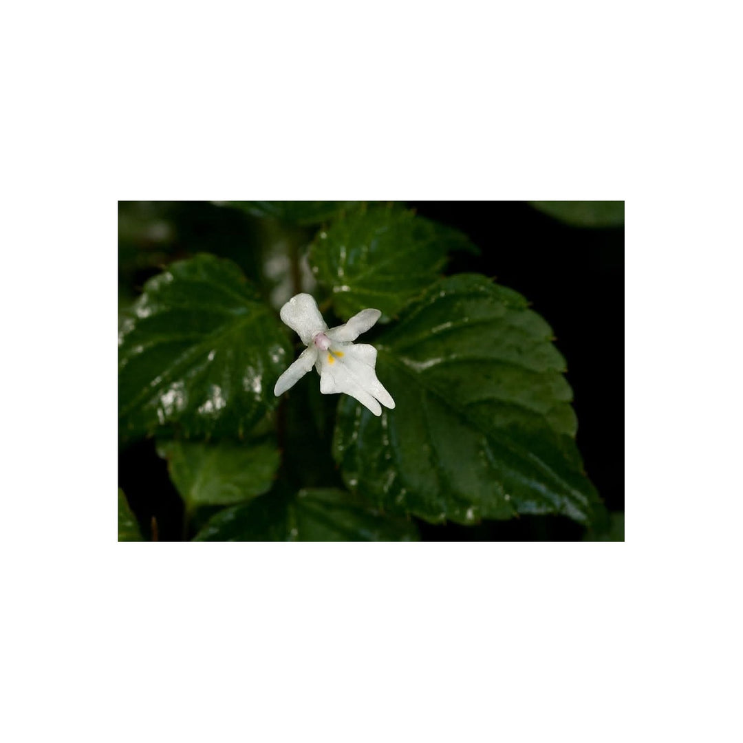 Heirloom Non Gmo Impatiens Bequaertii Flower For Planting Rare Shade Loving Flower Seeds for Home [neera-v5-4240e42c02a6f67bec26]